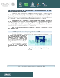 4.3.2 Detección molecular de las urediniosporas de P. kuehnii