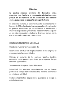 funciones del sistema muscular