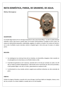 RATA DOMÉSTICA, PARDA, DE AGUA (Rattus N[...]