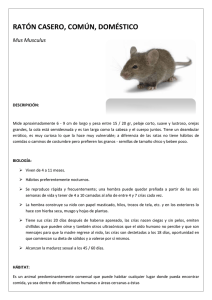 RATÓN CASERO, COMÚN, DOMÉSTICO (Mus Musc[...]