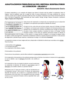 Adaptaciones Fisiológicas del Sistema Respiratorio al Ejercicio
