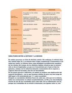 SIMILITUDES ENTRE LA MITOSIS Y LA MEIOSIS En ambos