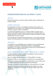 Esterilización de perras y gatas