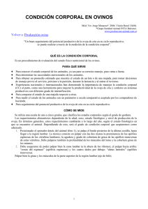 Ovinos-condicion corporal en ovinos