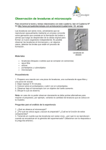Observación de Levaduras al Microscopio: Guía de Laboratorio