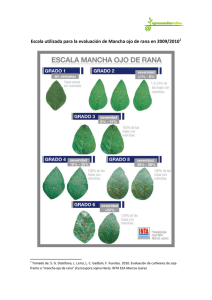 Escala utilizada para la evaluación de Mancha ojo de rana en 2009/2010                                                               