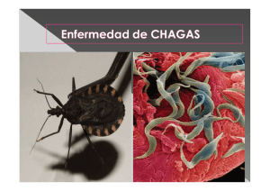 Trypanosoma