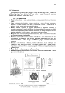 4 Agavaceae