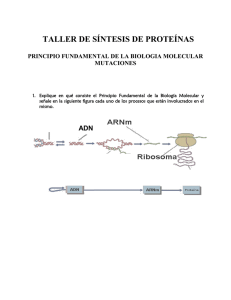 Taller de Síntesis de Proteínas: Biología Molecular y Mutaciones