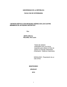 Artritis séptica con infosura crónica en los cuatro miembros de un equino deportivo.