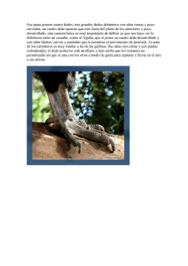 CONDOR patas.doc