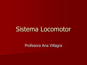 sistema locomotor