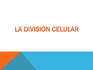 Division celular gado 7º