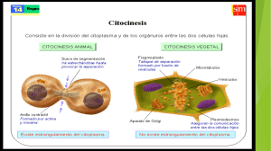 meiosis