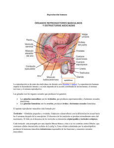 Reproducción Humana: Aparato Reproductor Masculino y Femenino