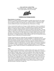 Cuidados de las Tortugas Terrestres
