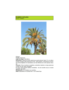 Palmera Datilera