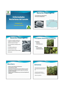 transparencias