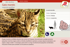 Gato montés