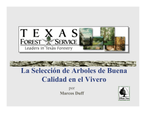 La Selección de Arboles de Buena Calidad en el Vivero