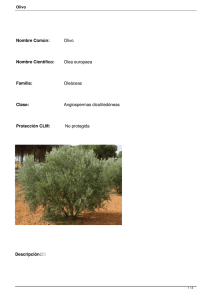 Olivo Nombre Científico: Olea europaea Familia