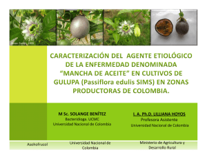 Mancha De Aceite