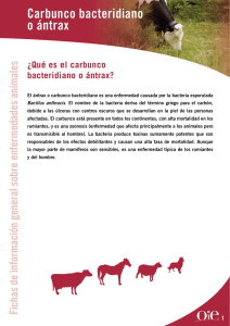 Carbunco bacteridiano o ántrax