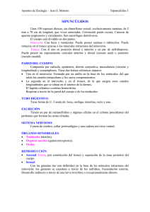 SIPUNCÚLIDOS