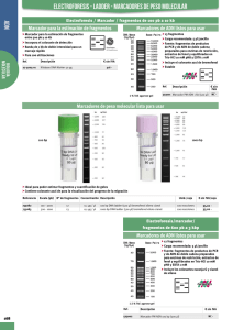 ADN Electroforesis - Ladder - Marcadores de peso