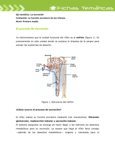 El proceso de excreción