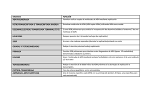 ENZIMAS FUNCIÓN ADN POLIMERASA RETROTRANSCRIPTASA