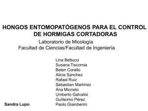 Hongos entomopatógenos en hormigas cortadoras