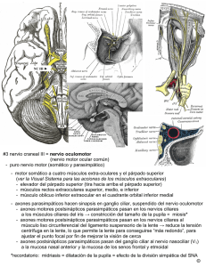 #3 nervio craneal III = nervio oculomotor (nervio motor ocular común