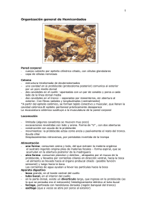 Hemicordados: Organización General, Anatomía y Fisiología