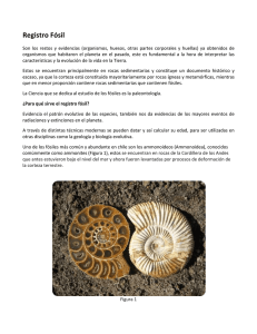 Registro Fósil: Evolución y Ammonites en Chile