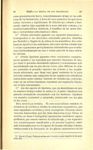 curso generalmente breve, inmediatamente debajo de las esfé