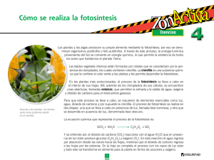 Cómo se realiza la fotosíntesis