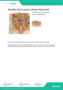 Modelo del Cuerpo Celular Neuronal