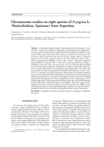 Chromosome studies on eight species of Eryngium L