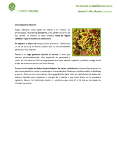 Cretona (Coleos Blumei) Puede cultivarse como planta de interior o