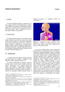 Sistema Respiratório
