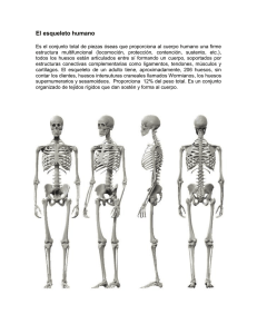 Esqueleto Humano: Estructura y Funciones Óseas