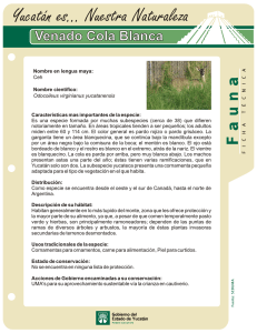 Venado Cola Blanca (Ceh, en lengua maya)