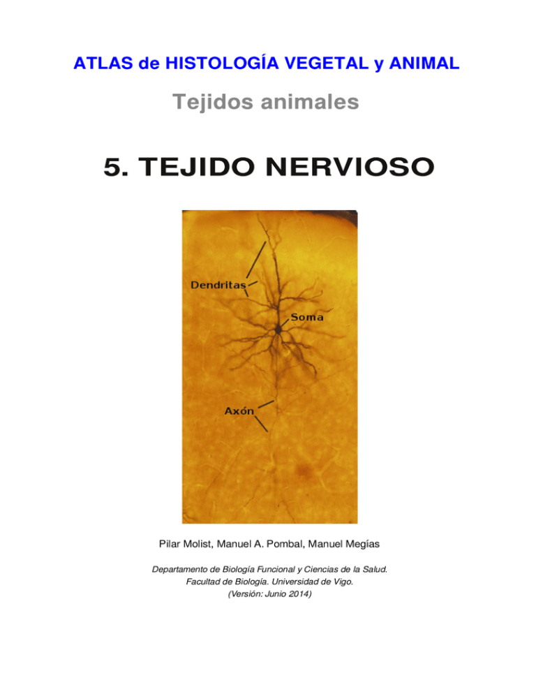 5 Tejido Nervioso Atlas De Histología Vegetal Y Animal