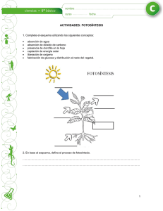 Fotosíntesis: Actividades para Primaria