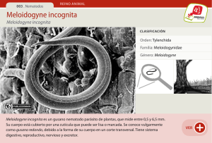 Meloidogyne incognita