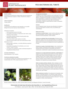 Peca Bacteriana del Tomate: Identificación y Control
