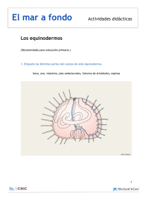 actividades didácticas equinodermos