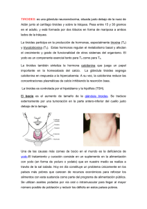 TIROIDES: es una glándula neuroendocrina, situada justo debajo