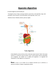 Aparato digestivo